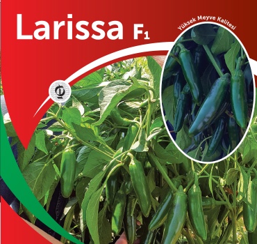 Larissa