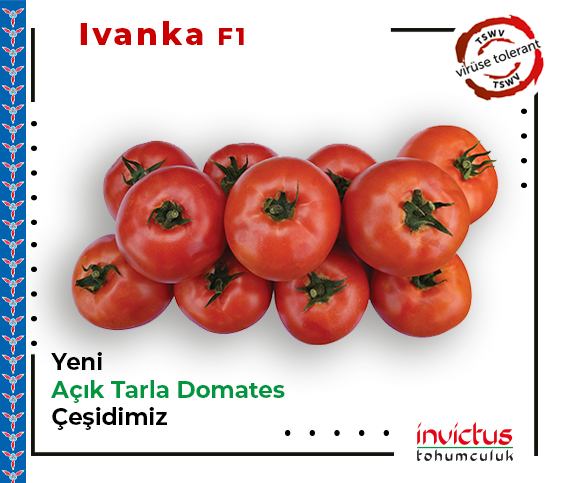Ivanka F1
