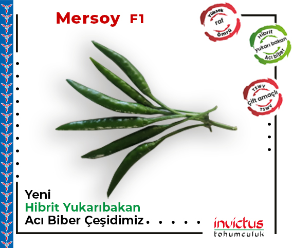 Mersoy F1